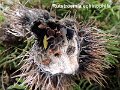 Lanzia echinophila-amf1755